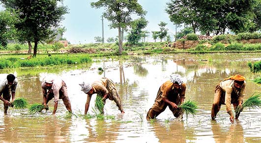 Grassroots Farming Initiative